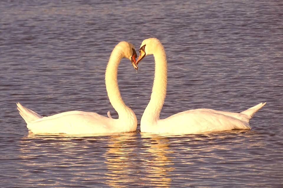 L'Amore e la Madre Divina 1 kundalini