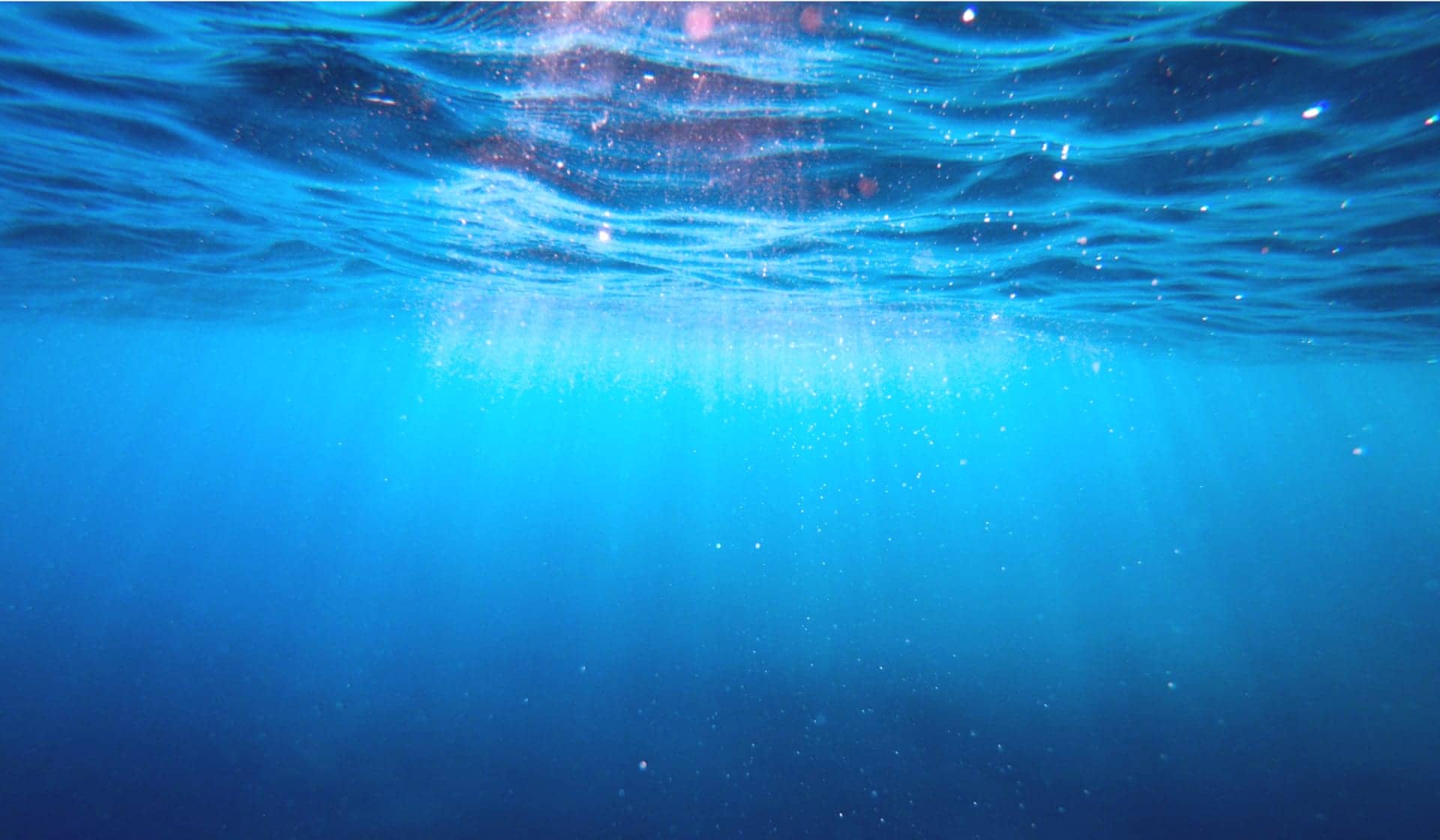 oceano, plancton